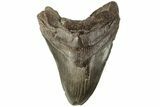 Bargain, Fossil Megalodon Tooth - South Carolina #185230-1